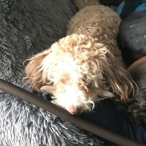 Meet your Posher, Marisol